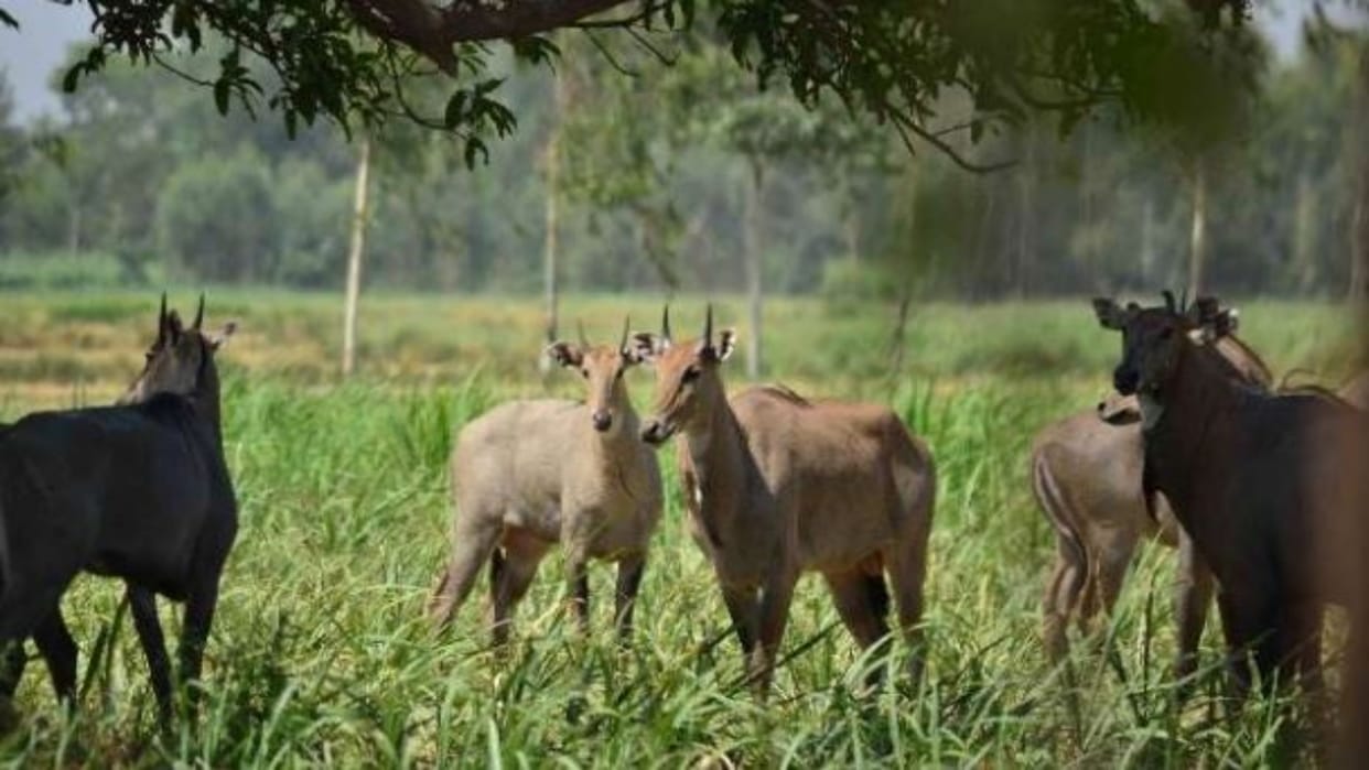 Jaipur News: Nilgai Control Law to Remain, Forest Department Retains Existing Rules Amid Crop Damage Concerns