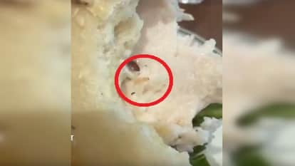 सैंडविच में मिला जिंदा कीड़ा