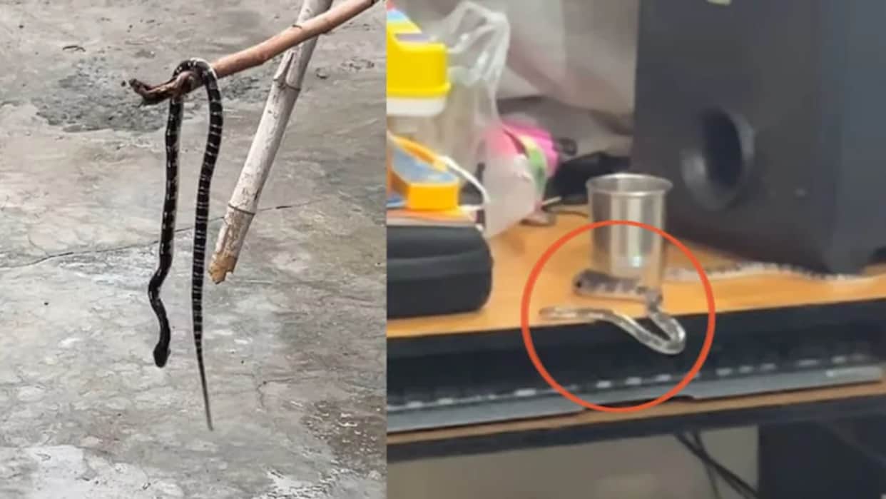Snake Crawls Onto Work Table Inside Home Viral Video Leaves Couple Terrified