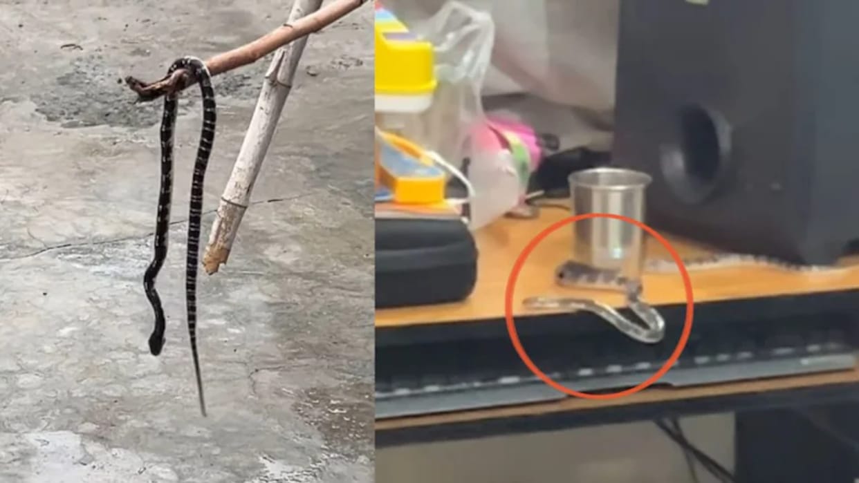 Snake Crawls Onto Work Table Inside Home Viral Video Leaves Couple Terrified