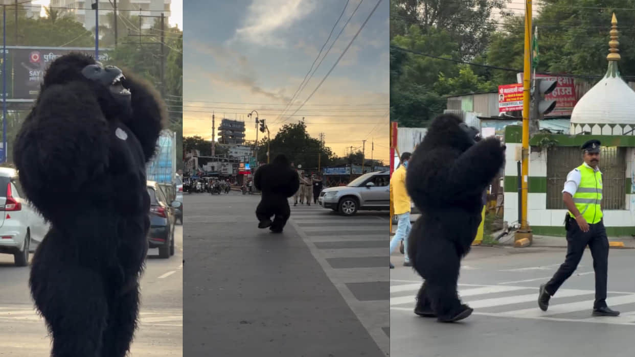 Mp indore gorilla stopping wrong side vehicles taught people road safety rules viral video