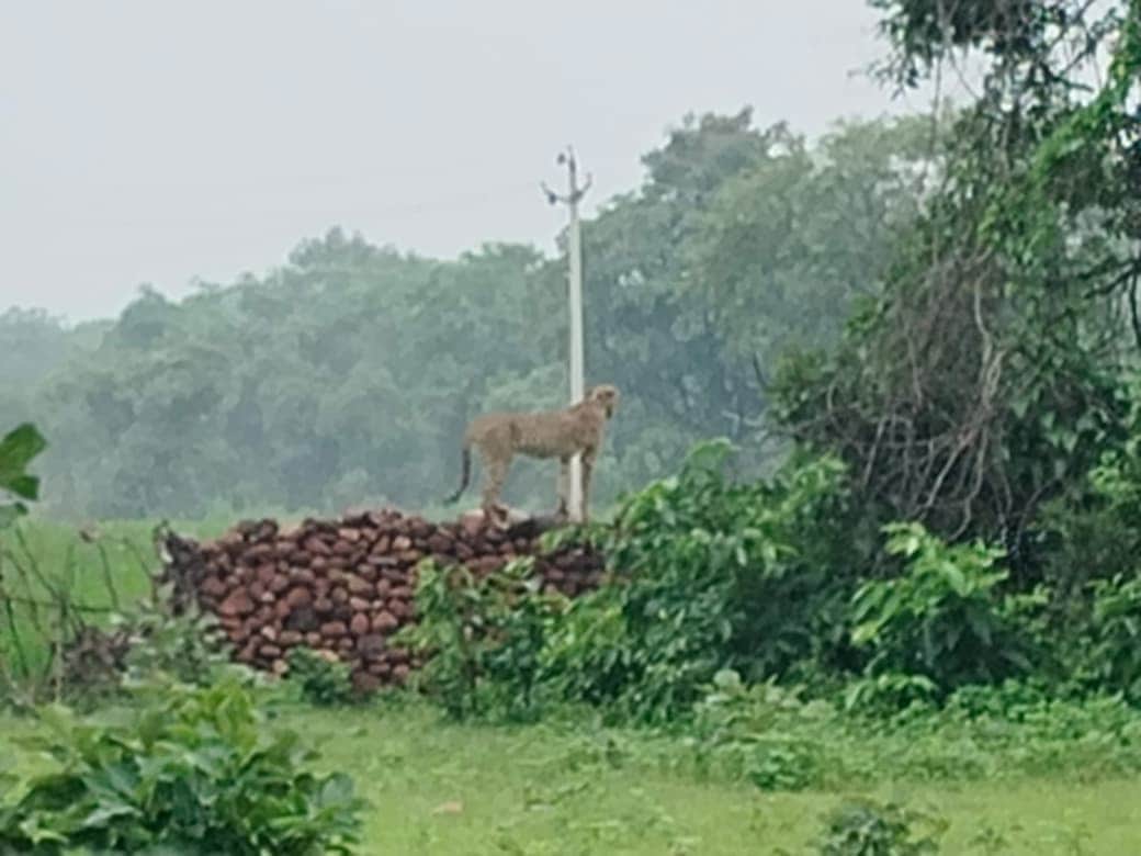 Kuno Cheetahs Enter Rajasthan Again, Two Females Spotted in Baran’s Shahabad Forests