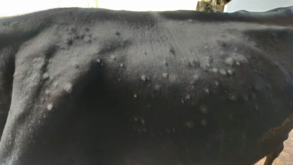 hamirpur lumpy skin disease 48 animals infected four deaths