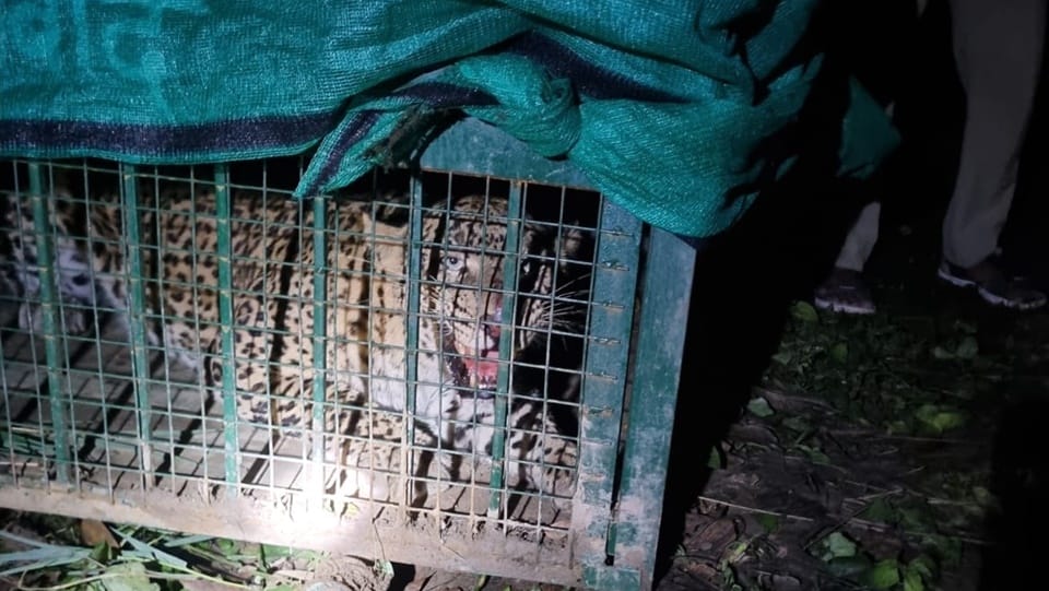 Up Leopards Attack on Villagers Struggle to Protect This Body Part news in Hindi