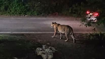 मुरादाबाद के ठाकुरद्वारा इलाके में तेंदुए का आतंक