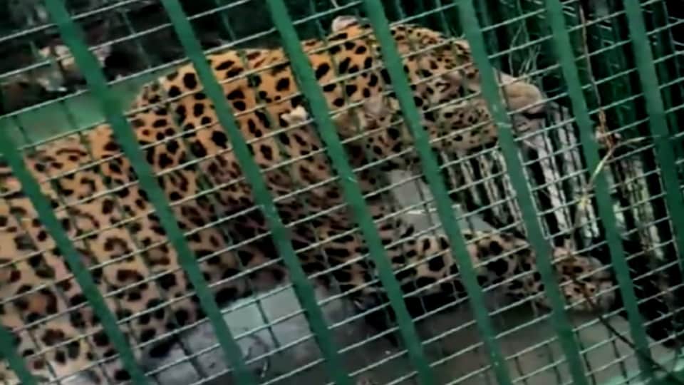 Bijnor: Leopard That Terrorized Villagers and Poultry Farm Trapped in Cage