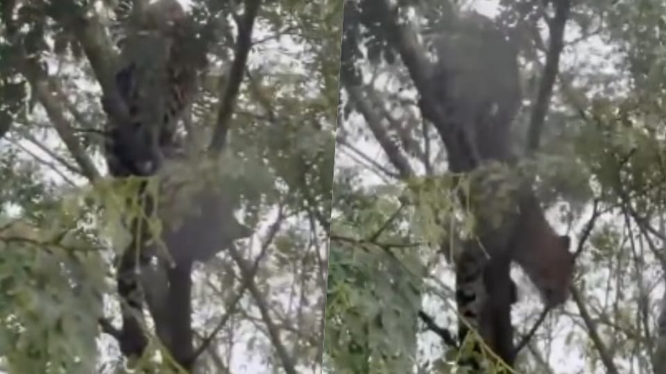 पेड़ पर चढ़ा तेंदुआ कैमरे में हुआ कैद