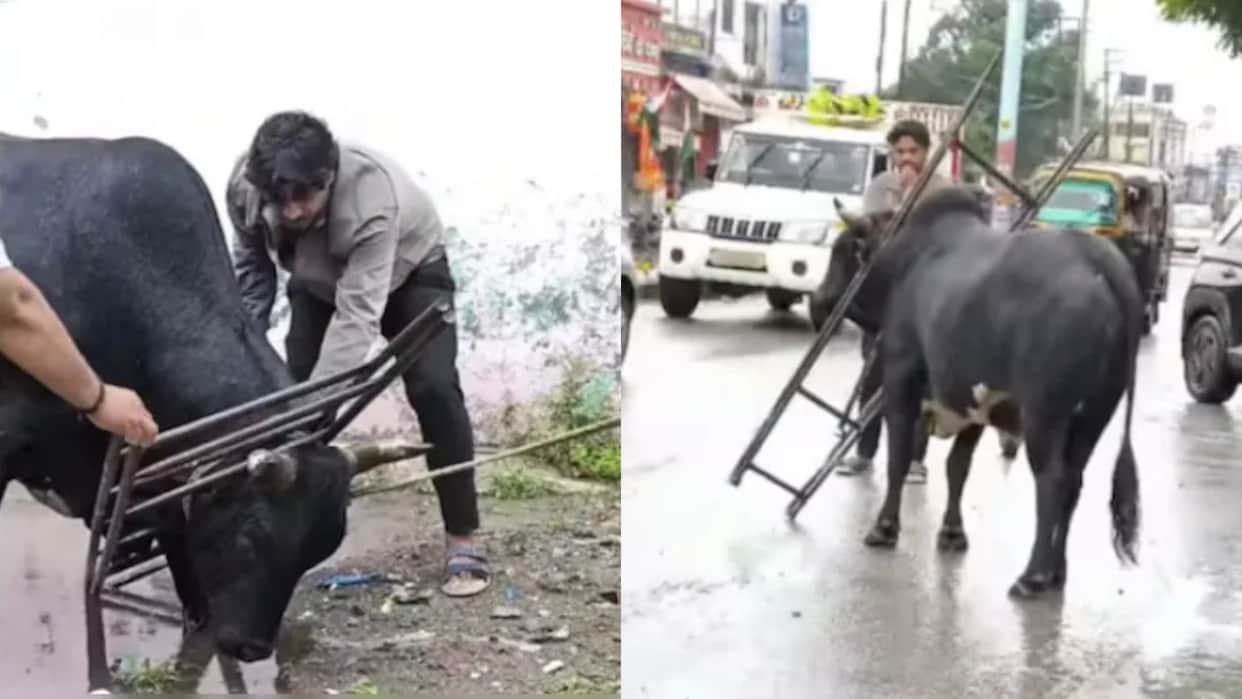 Uttarakhand Viral Video Bull Trapped in Heavy Iron Frame Locals Rescue Him