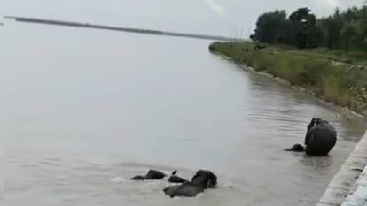 Bahraich: A family of elephants trapped between life and death in the raging currents of the Ghaghara River