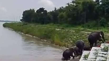 Bahraich: A family of elephants trapped between life and death in the raging currents of the Ghaghara River