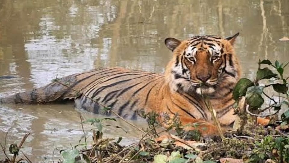 Bhola the tiger died of pneumonia in ramnagar