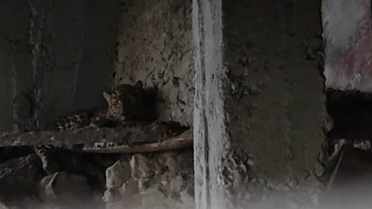Leopard trapped in a chicken coop in Masaun Talla Pauri Garhwal Uttarakhand news in Hindi