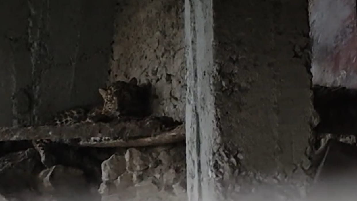 Leopard trapped in a chicken coop in Masaun Talla Pauri Garhwal Uttarakhand news in Hindi