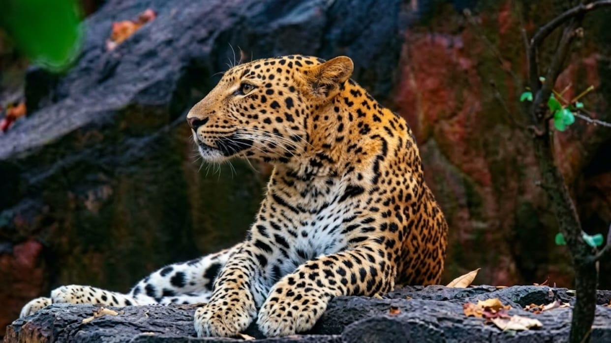 If stones hadn't been thrown leopard would have carried brother away