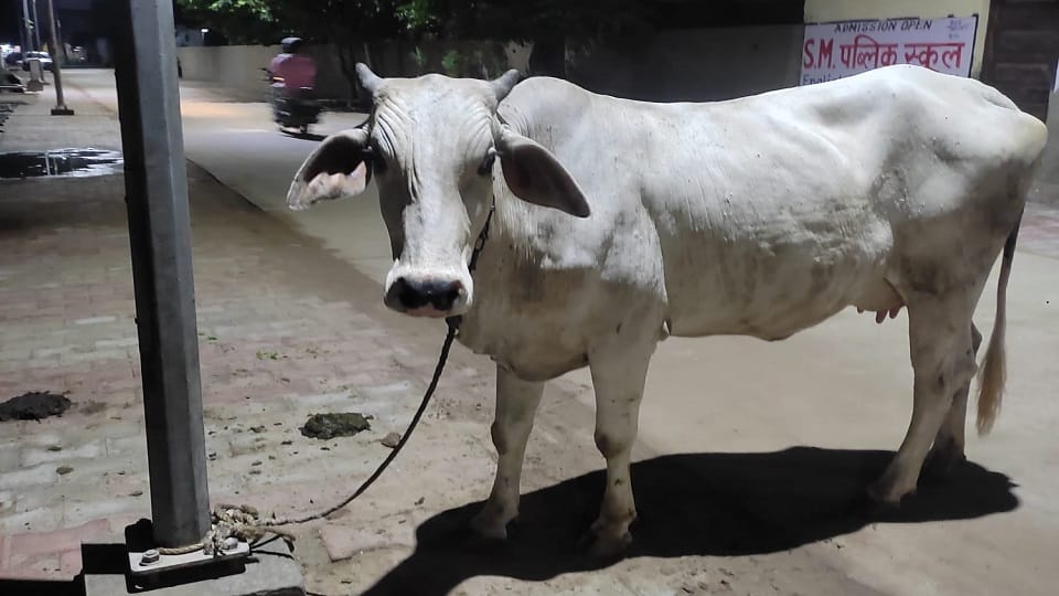 स्ट्रीट लाइट के खंभे से बंधी गाय