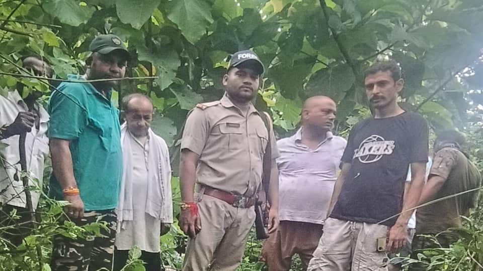 A tiger killed a pregnant cow in Bagga Chauvan khatima
