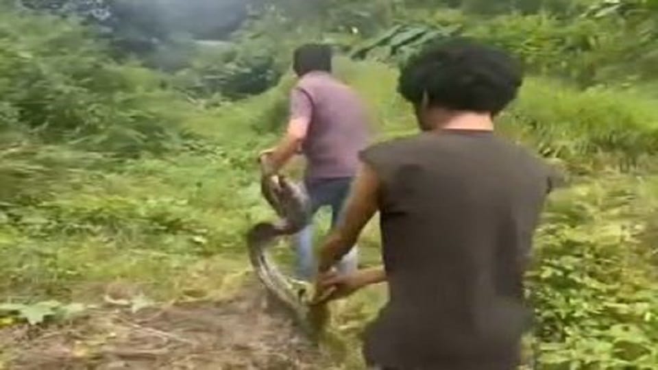 A 15-foot python was spotted near a petrol pump in bhimtal Nainital