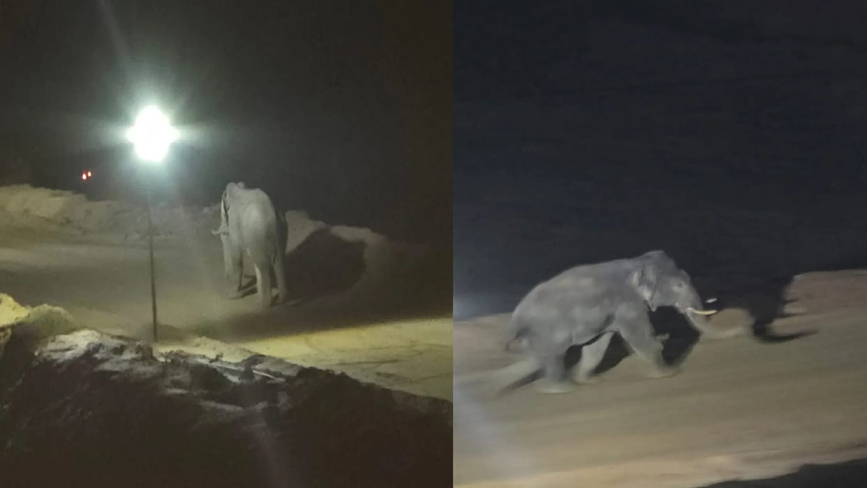 Elephant enters PEKB mine, rescued by forest workers after two hours of effort.
