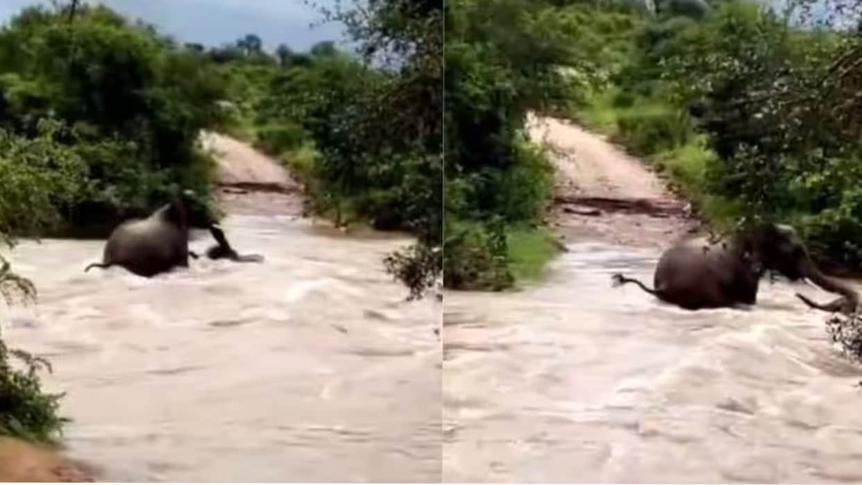 Mother elephant saves baby from Kruger National Park floods