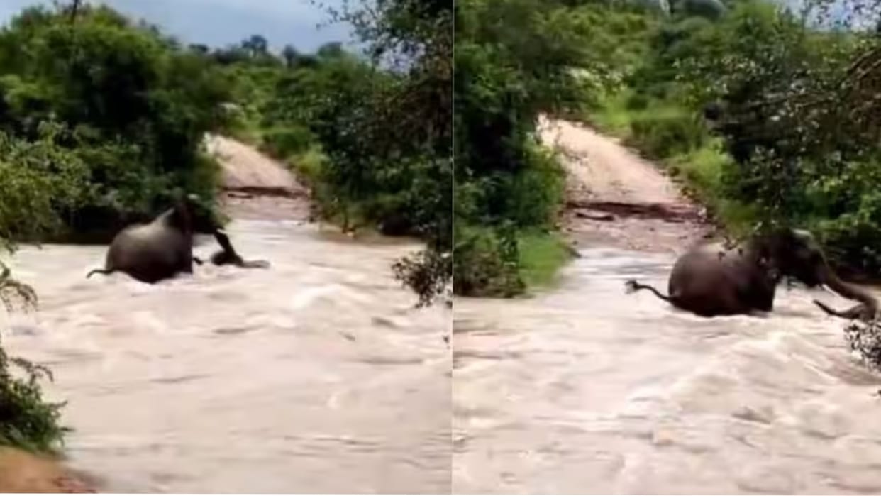 Mother elephant saves baby from Kruger National Park floods