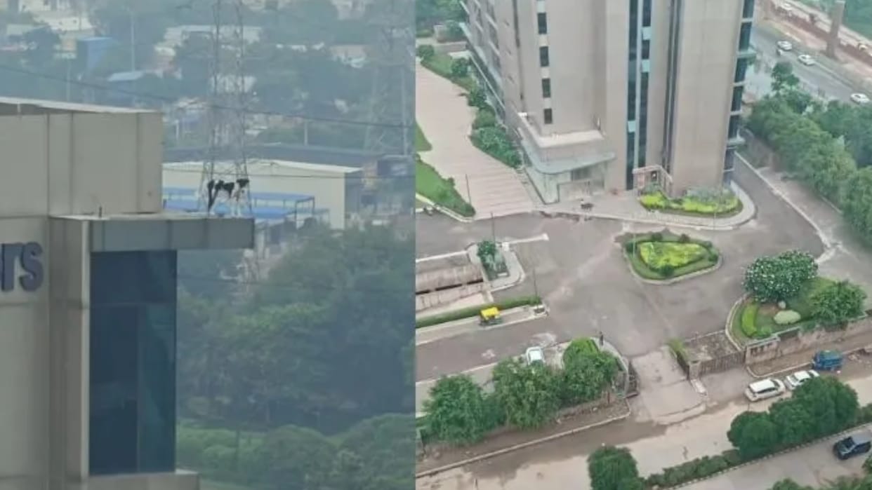 Stray Dog Trapped on 12th Floor in Gurugram Fire Team Launches Dramatic Rescue