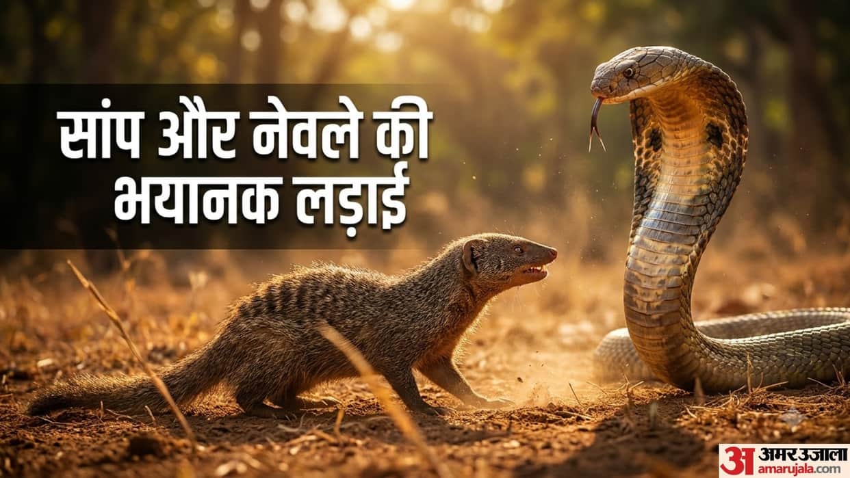 snake and mongoose fight viral video Udawalawe Safari Kingdom srilanka