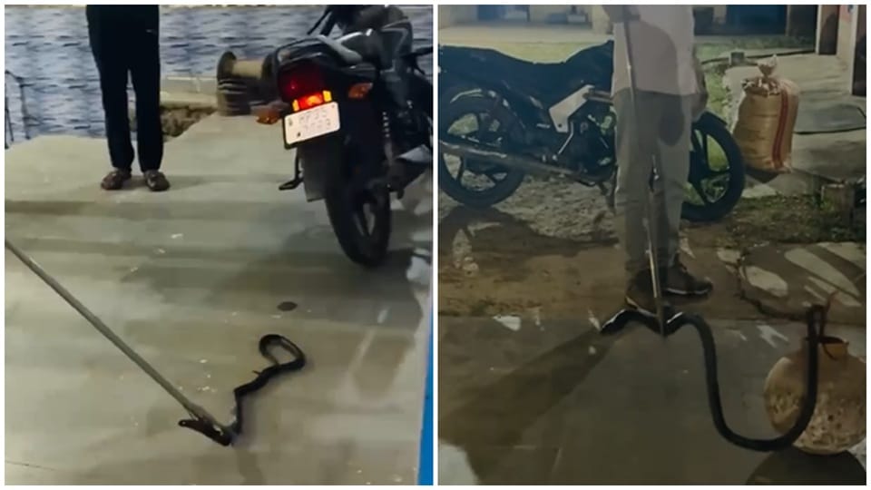 कोबरा का रेस्क्यू करते हुए गोरक्षा दल