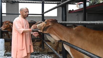 गोसेवा करते सीएम योगी