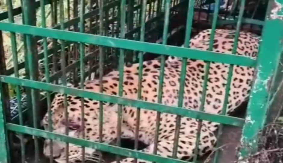 Menace of wild animals rises in Almora: Leopard trapped in Forest Department cage