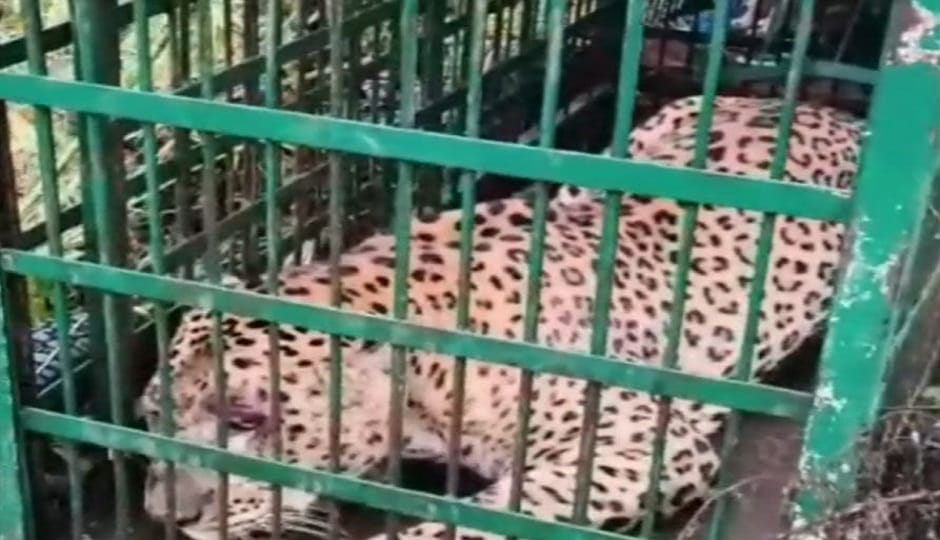 Menace of wild animals rises in Almora: Leopard trapped in Forest Department cage