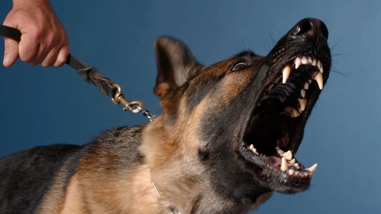 chamba barour dog barking dispute family clash five injured