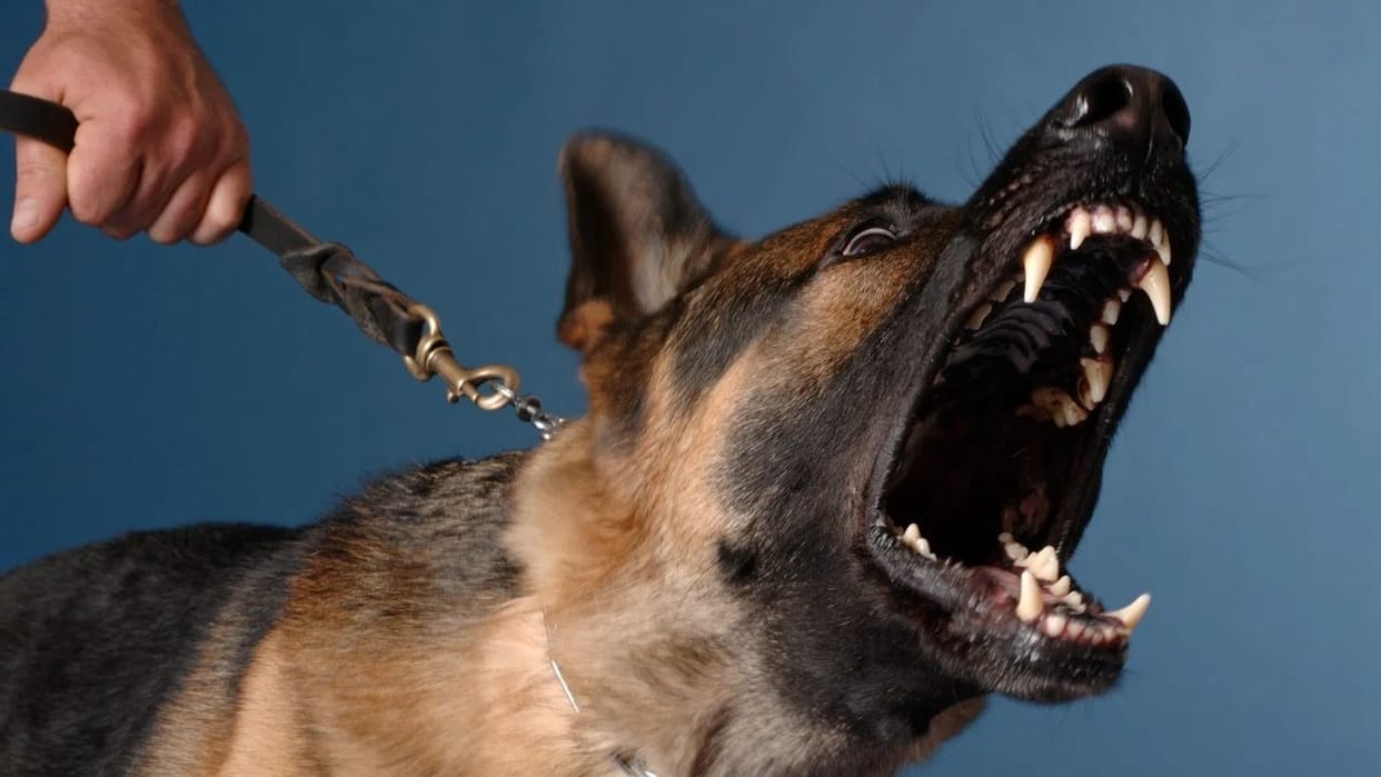 chamba barour dog barking dispute family clash five injured