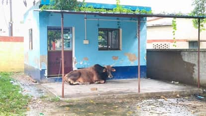 सिकटियां चौराहे परतैयार पुलिस चौकी पर बैठा सांड।