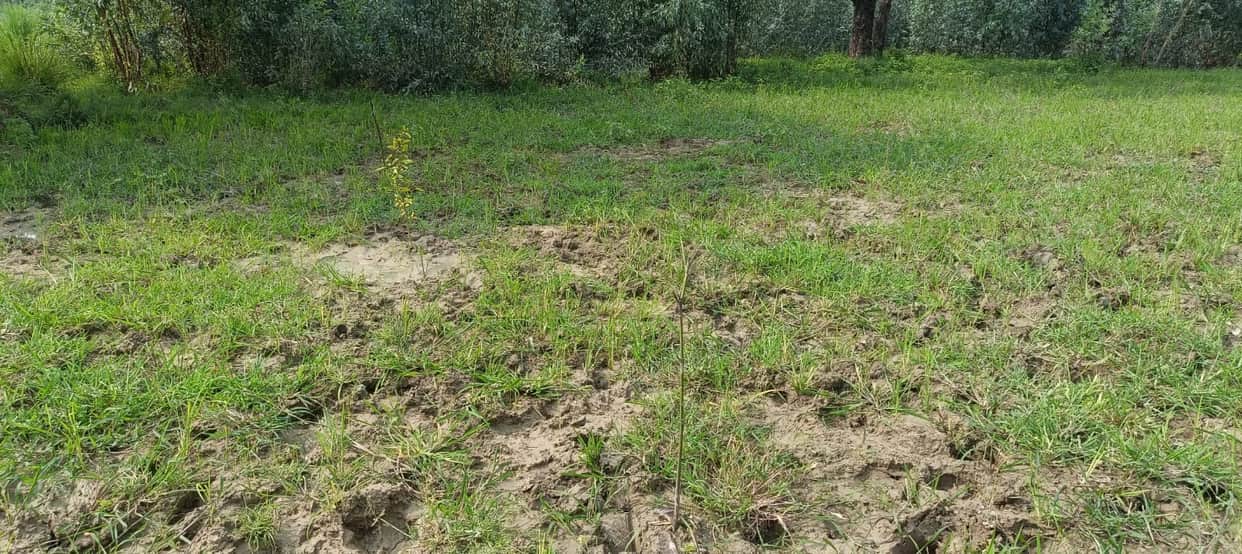 Kanpur Plantation Drive Under Question, Thousands of Saplings Struggle Without Proper Care