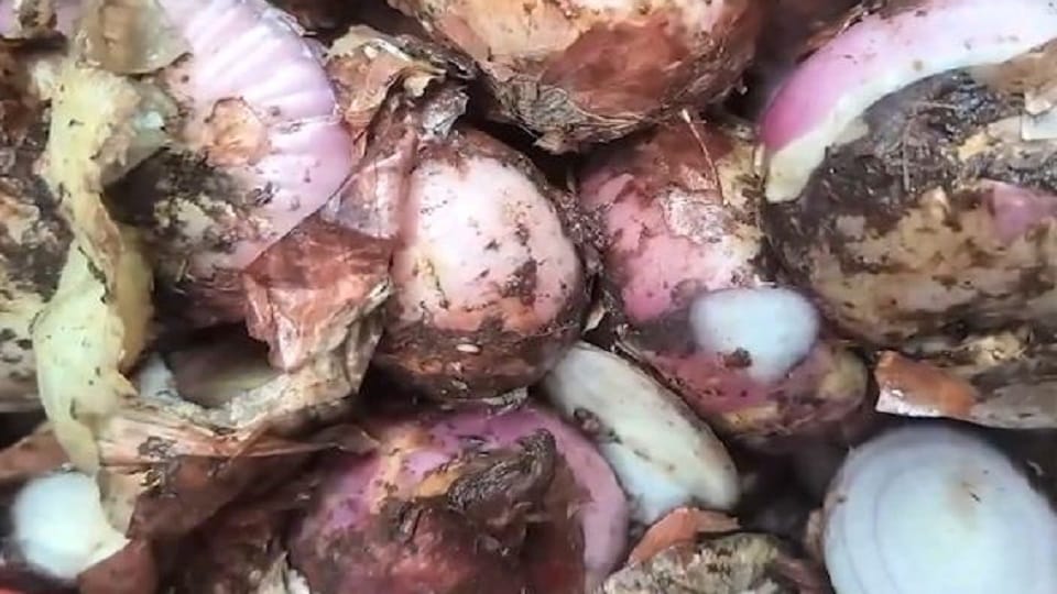 Video of cutting rotten onions goes viral