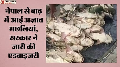 बिहार में नेपाल से बहकर आईं अज्ञात मछलियां
