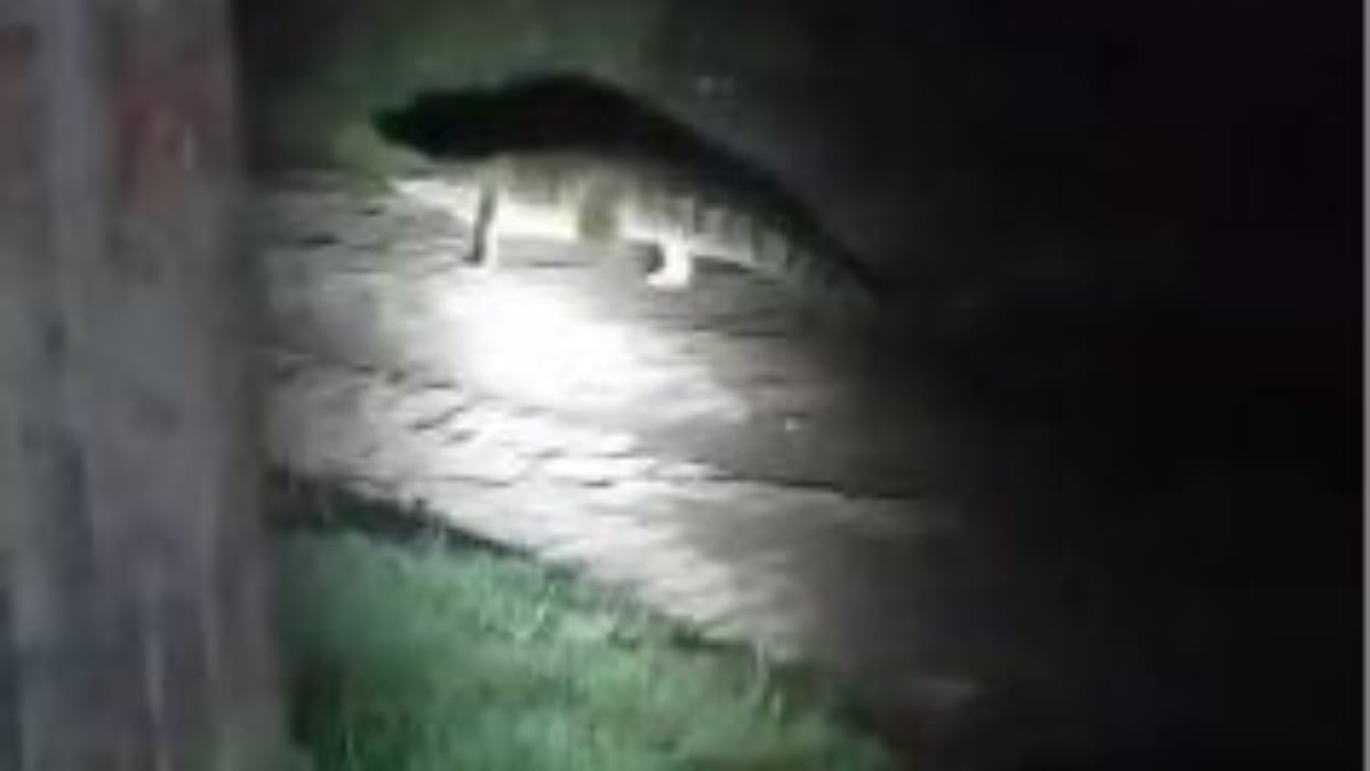 Crocodile spotted on the road in a city colony in Pilibhit
