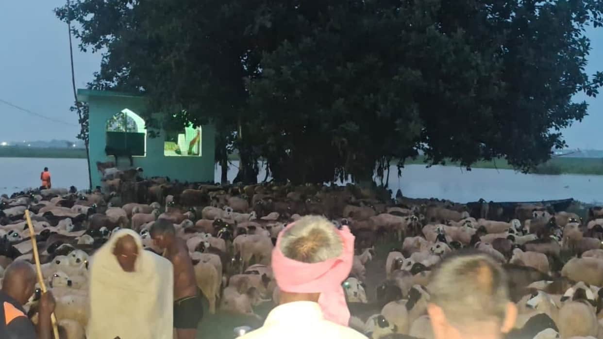 Flood Havoc 12 herders and over 2000 sheep stranded Ganges islet six-hour rescue operation all safe
