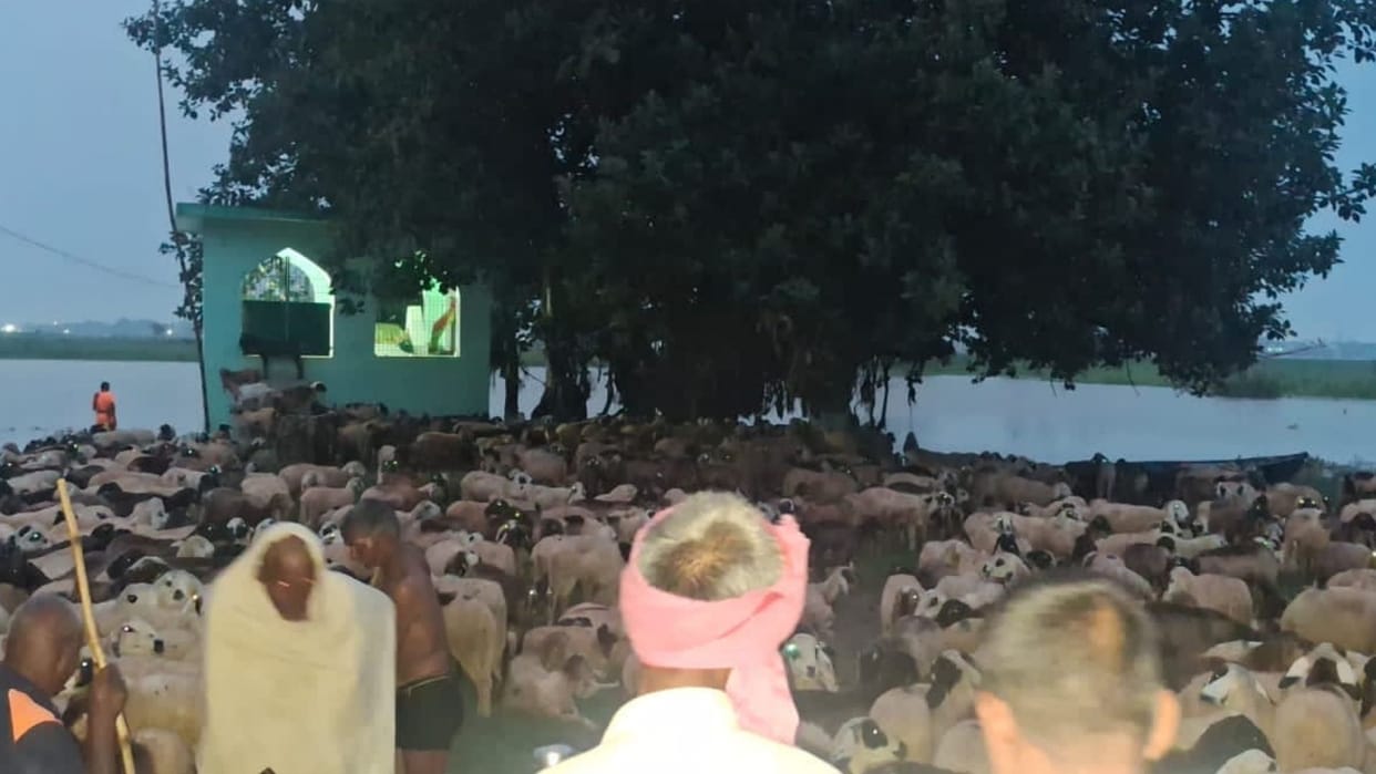 Flood Havoc 12 herders and over 2000 sheep stranded Ganges islet six-hour rescue operation all safe