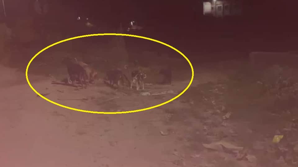 miscreants fed chicken meat to the dogs