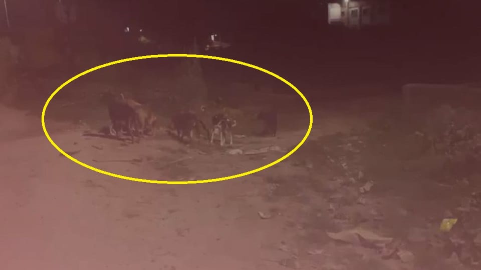 miscreants fed chicken meat to the dogs