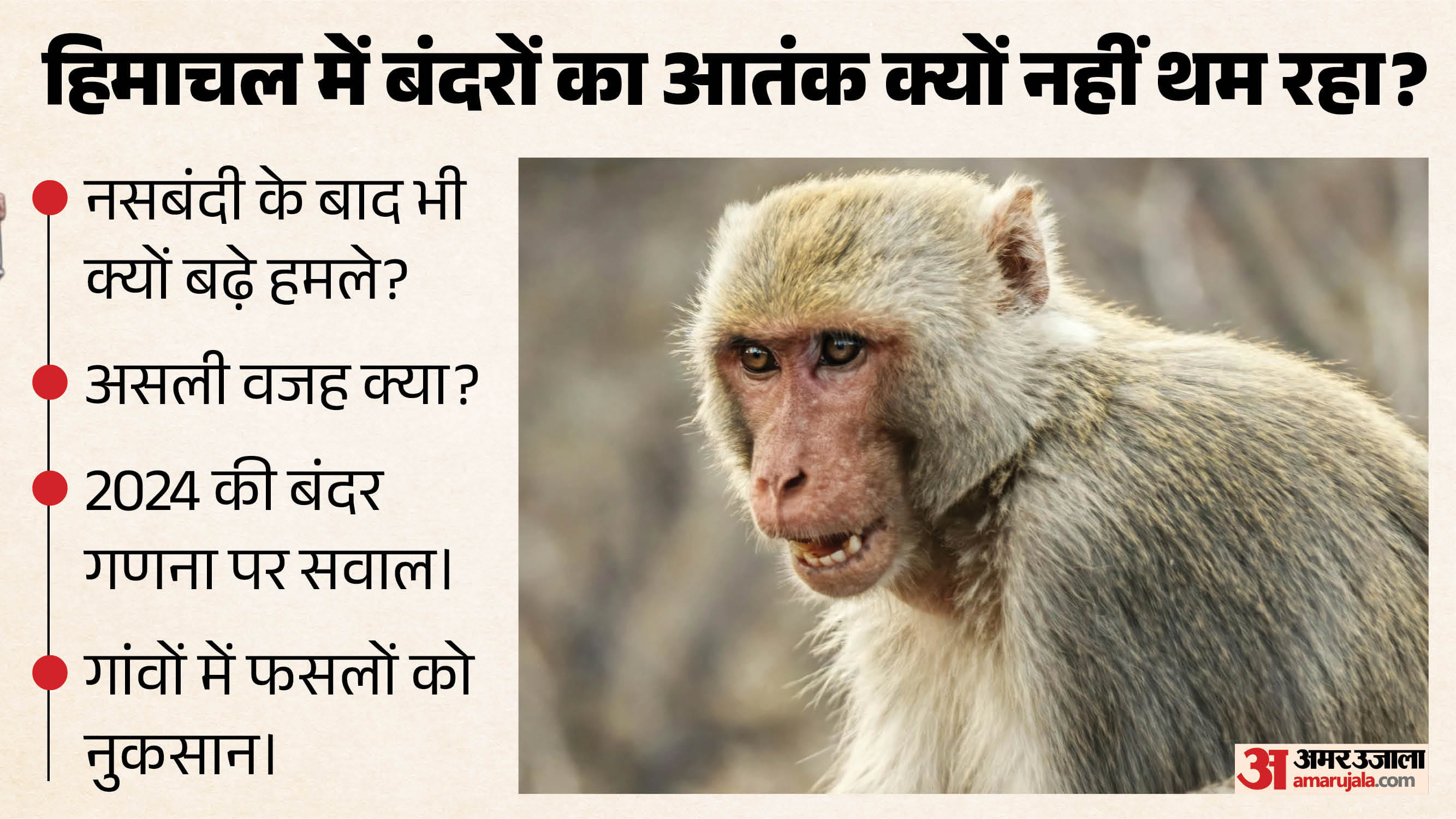 himachal monkey menace why monkey attacks not stopping explainer