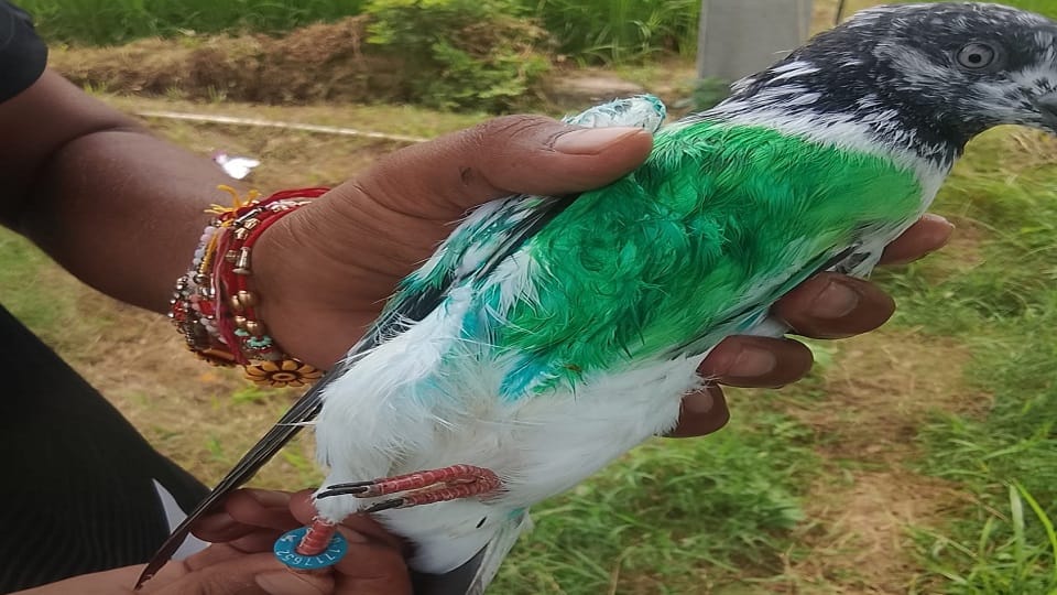 पकड़ा गया कबूतर