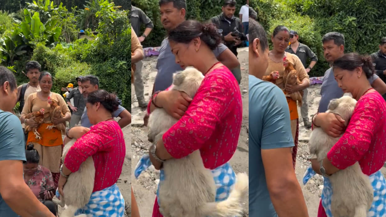Nepal flood dogs waiting for owners amid devastation video goes viral on internet