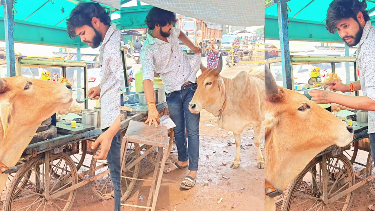Cow approached cart owner and ate golgappas video goes viral on internet