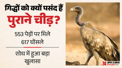 हिमाचल में गिद्धों पर अध्ययन।
