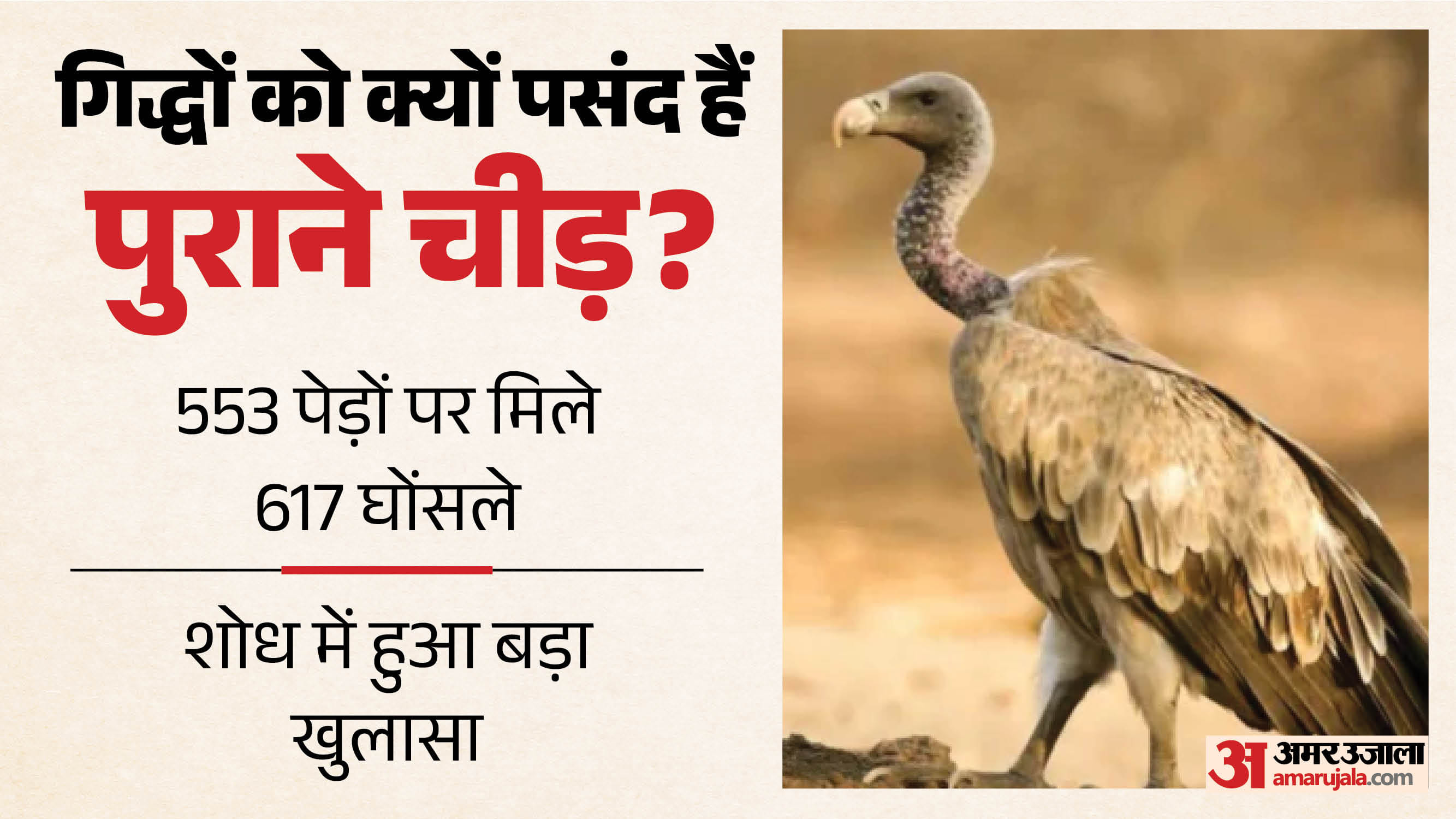 हिमाचल में गिद्धों पर अध्ययन।