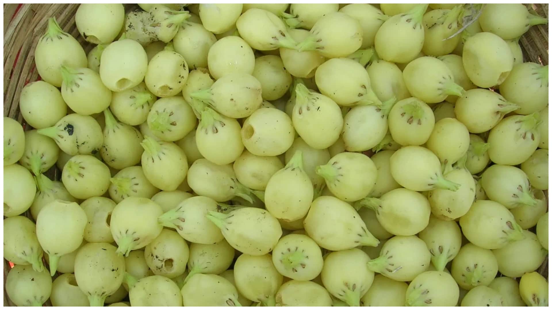 Hal Shashthi 2026 Know Why Plough-Grown Crops Are Avoided During Harchhat Vrat Know the niyam