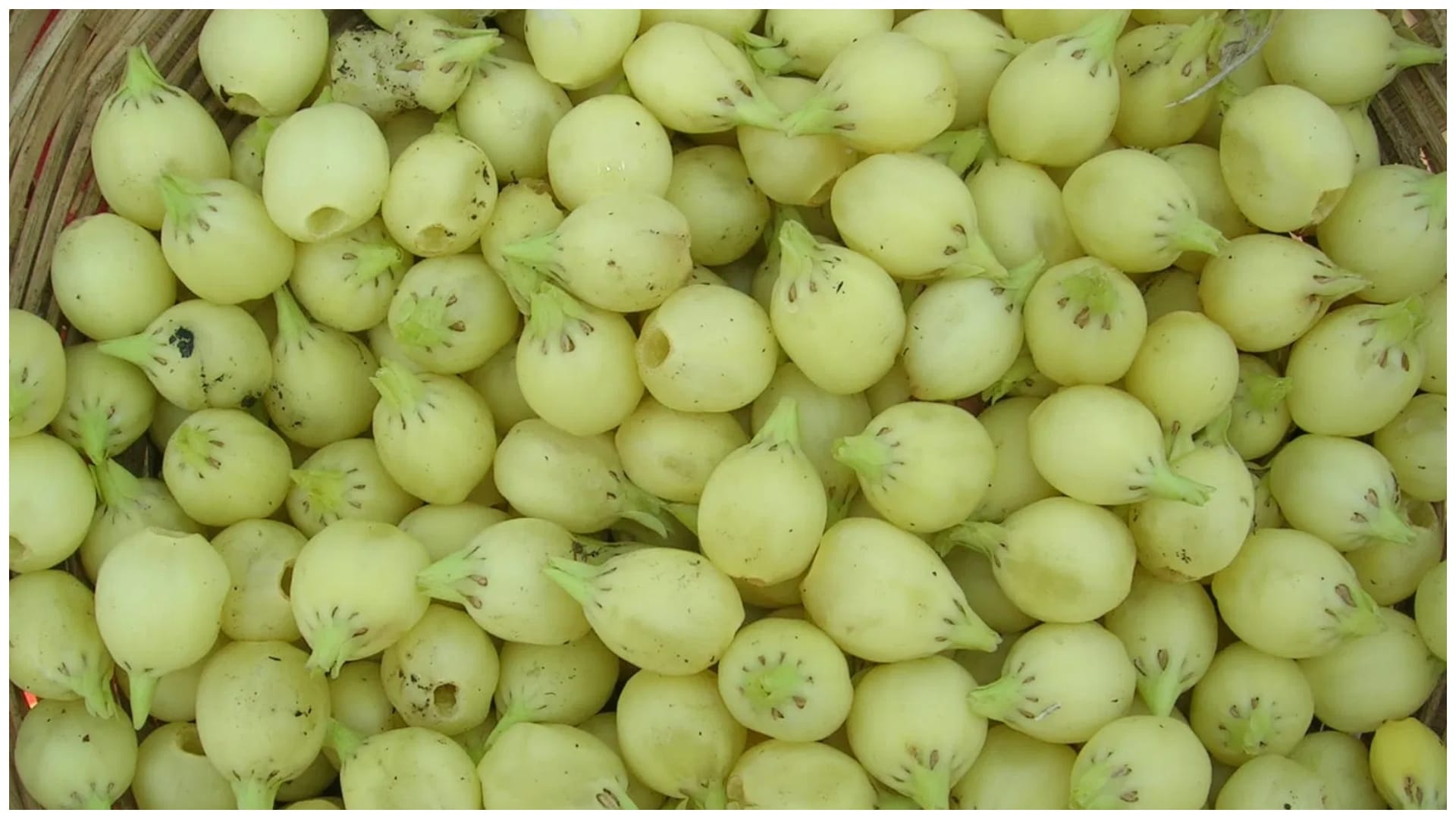 Hal Shashthi 2026 Know Why Plough-Grown Crops Are Avoided During Harchhat Vrat Know the niyam
