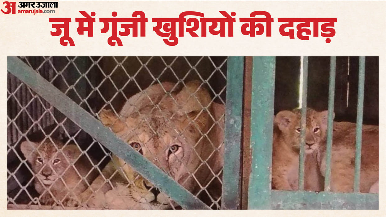 indore-news-lioness-sundari-gives-birth-to-two-cubs-at-kamla-nehru-prani-sangrahalaya